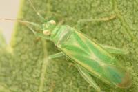 Brachynotocoris puncticornis