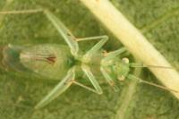 Brachynotocoris puncticornis