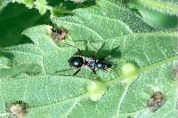 Himacerus mirmicoides