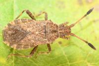 Strobilotoma typhaecornis