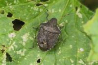 Peribalus strictus