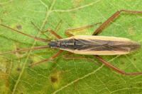 Notostira elongata