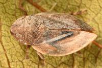 Lepyronia coleoptrata