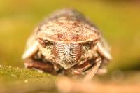 Lepyronia coleoptrata