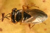 Geocoris megacephalus