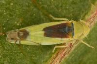 Zyginella pulchra