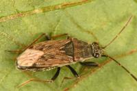 Peritrechus gracilicornis