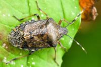 Rhaphigaster nebulosa