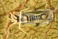 Eupteryx urticae