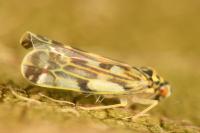 Eupteryx urticae