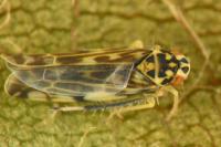 Eupteryx calcarata