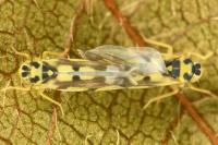 Eupteryx atropunctata