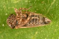 Anaceratagallia ribauti