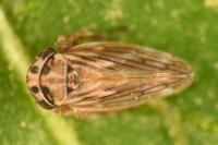 Anaceratagallia ribauti