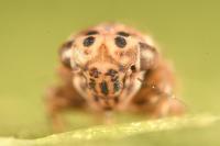 Anaceratagallia ribauti