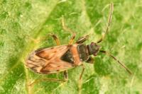 Scolopostethus decoratus