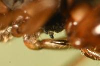 Scolopostethus affinis