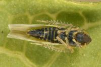 Frutioidia bisignata