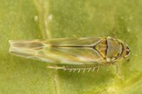 Frutioidia bisignata