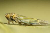 Frutioidia bisignata