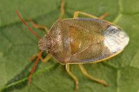 Piezodorus lituratus