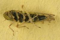Eupteryx decemnotata