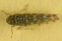 Eupteryx decemnotata