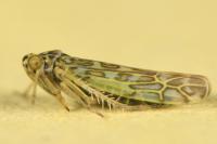 Eupteryx decemnotata