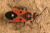 Melanocoryphus albomaculatus