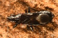 Dufouriellus ater