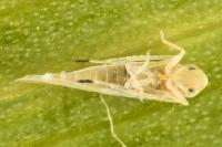 Zygina eburnea