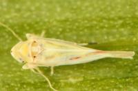 Zygina eburnea