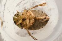 Ilyocoris cimicoides