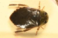 Ilyocoris cimicoides