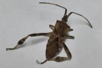 Leptoglossus occidentalis