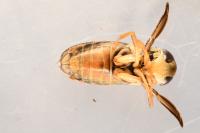 Corixa punctata