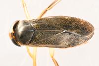 Corixa punctata