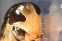 Corixa punctata