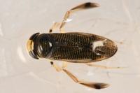 Callicorixa praeusta