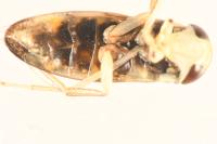 Callicorixa praeusta