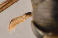 Callicorixa praeusta