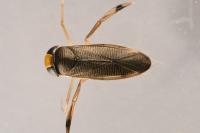 Callicorixa praeusta