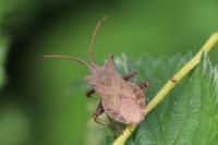 Coreus marginatus