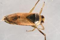 Notonecta glauca