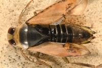 Notonecta glauca