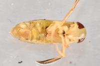 Sigara striata