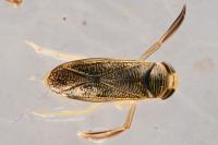 Sigara striata