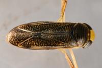 Sigara striata