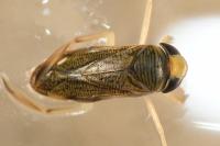 Sigara lateralis