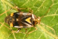 Liocoris tripustulatus